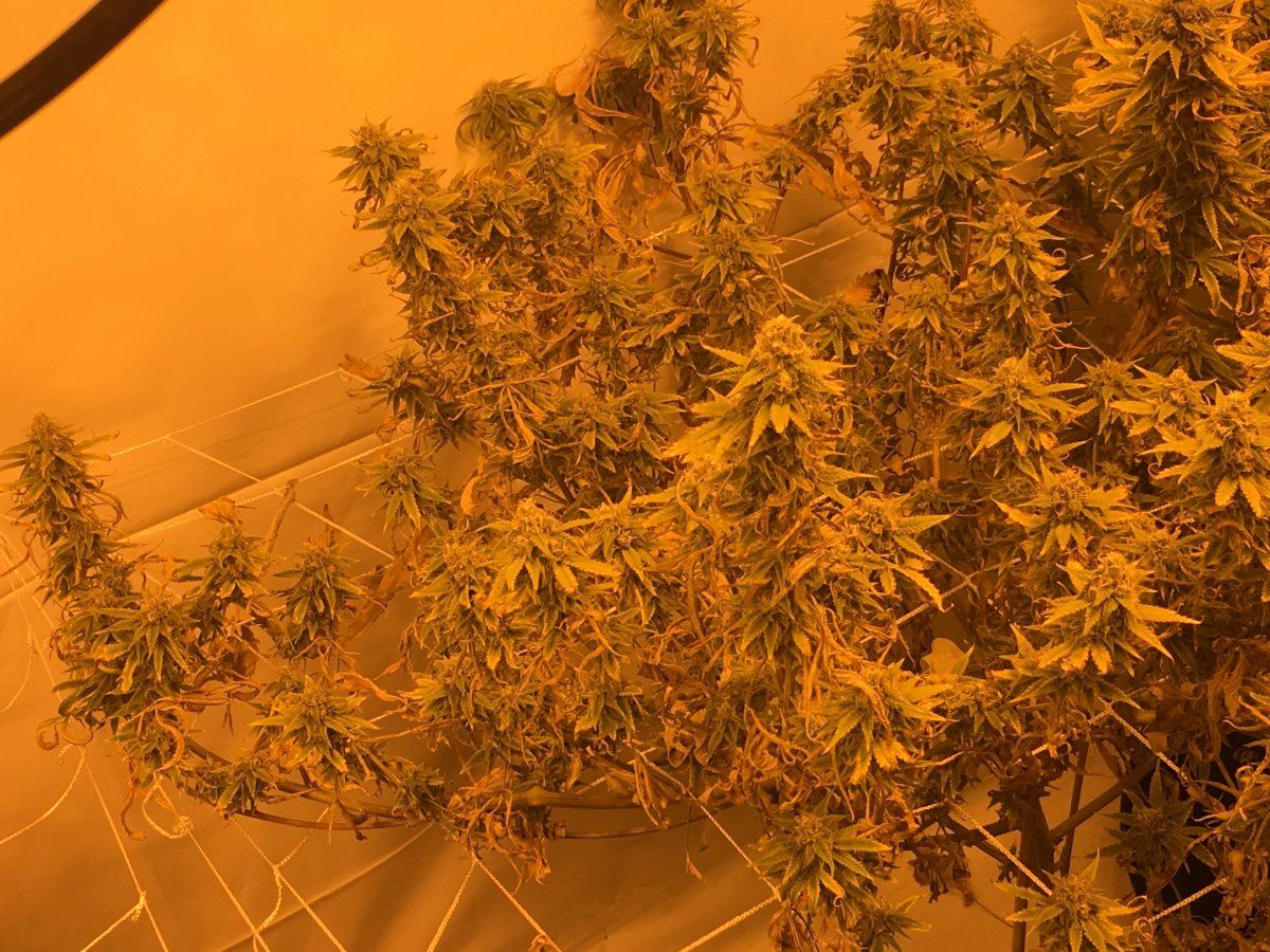 Plants are yellow do i have 7 days to flush or chop today 2