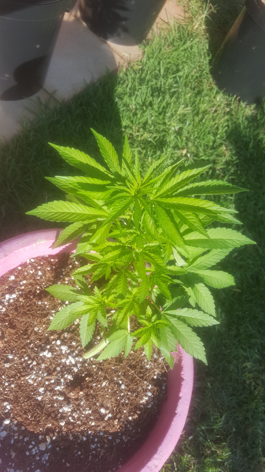 Plants at 5 weeks old 4