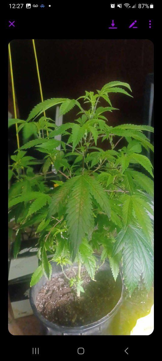 Plants deficiency or rootbound or both help 3