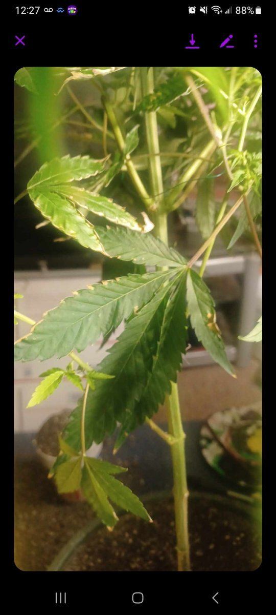 Plants deficiency or rootbound or both help 4