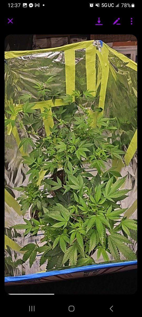 Plants deficiency or rootbound or both help
