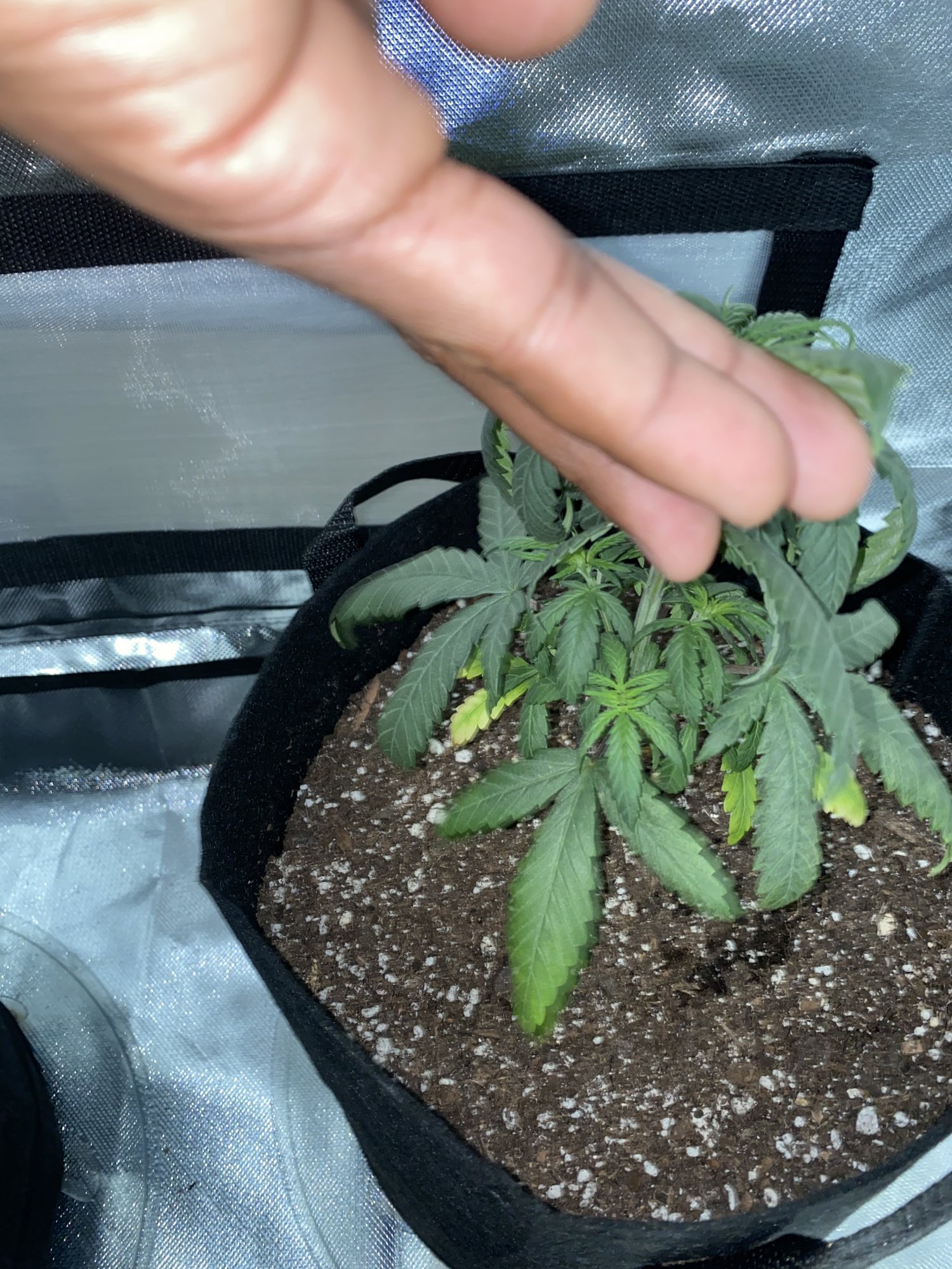Plants drooping 3