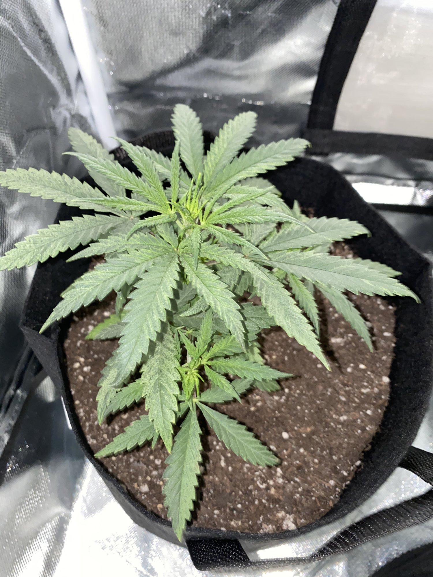 Plants drooping 4