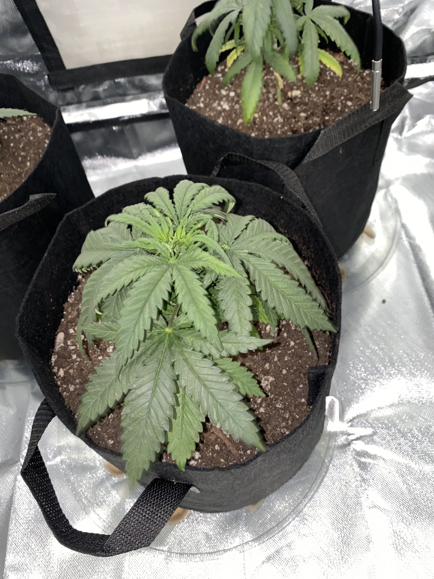 Plants drooping 5