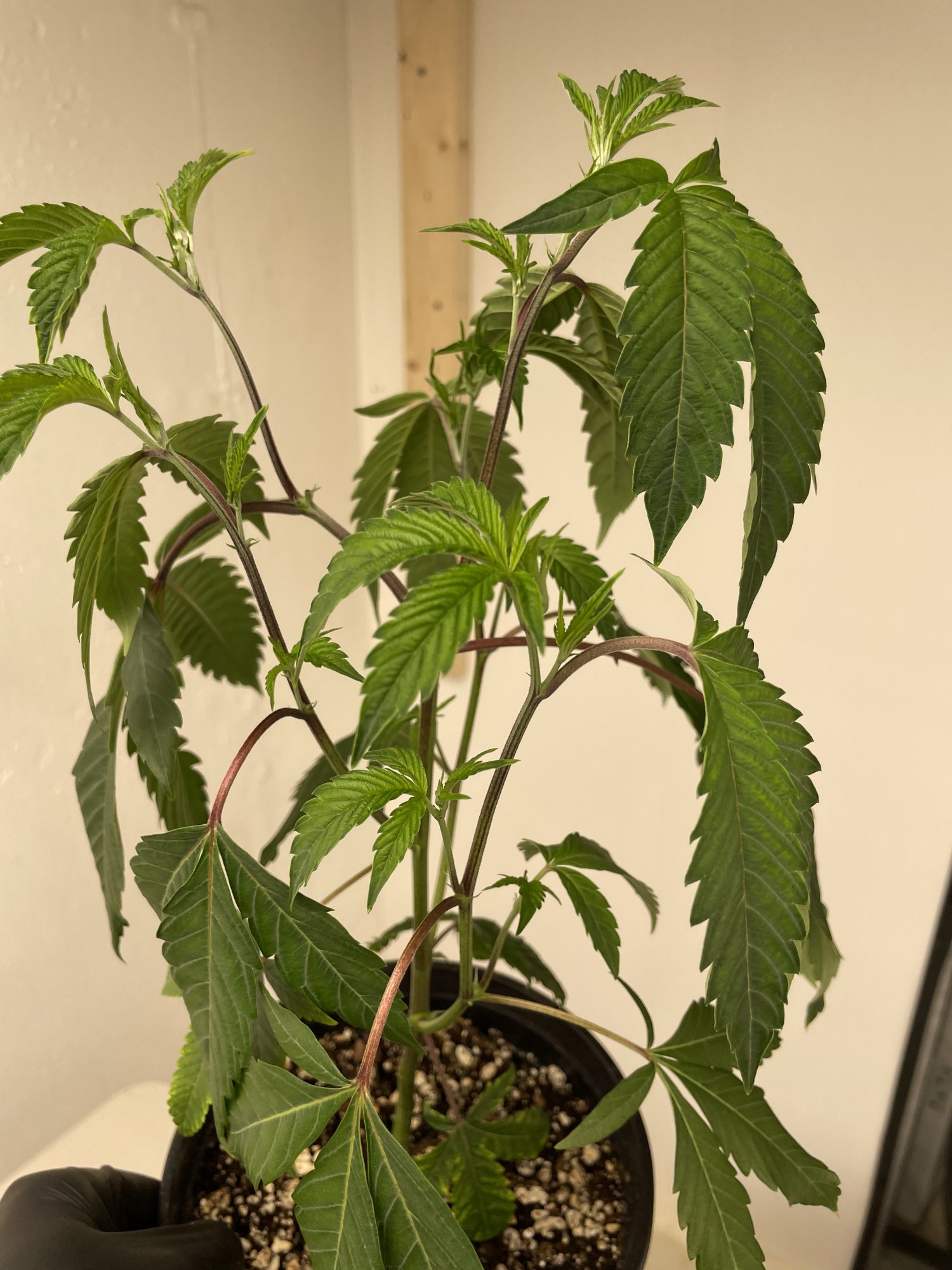 Plants drooping. Looking sad. Not over/under watering - THCFarmer