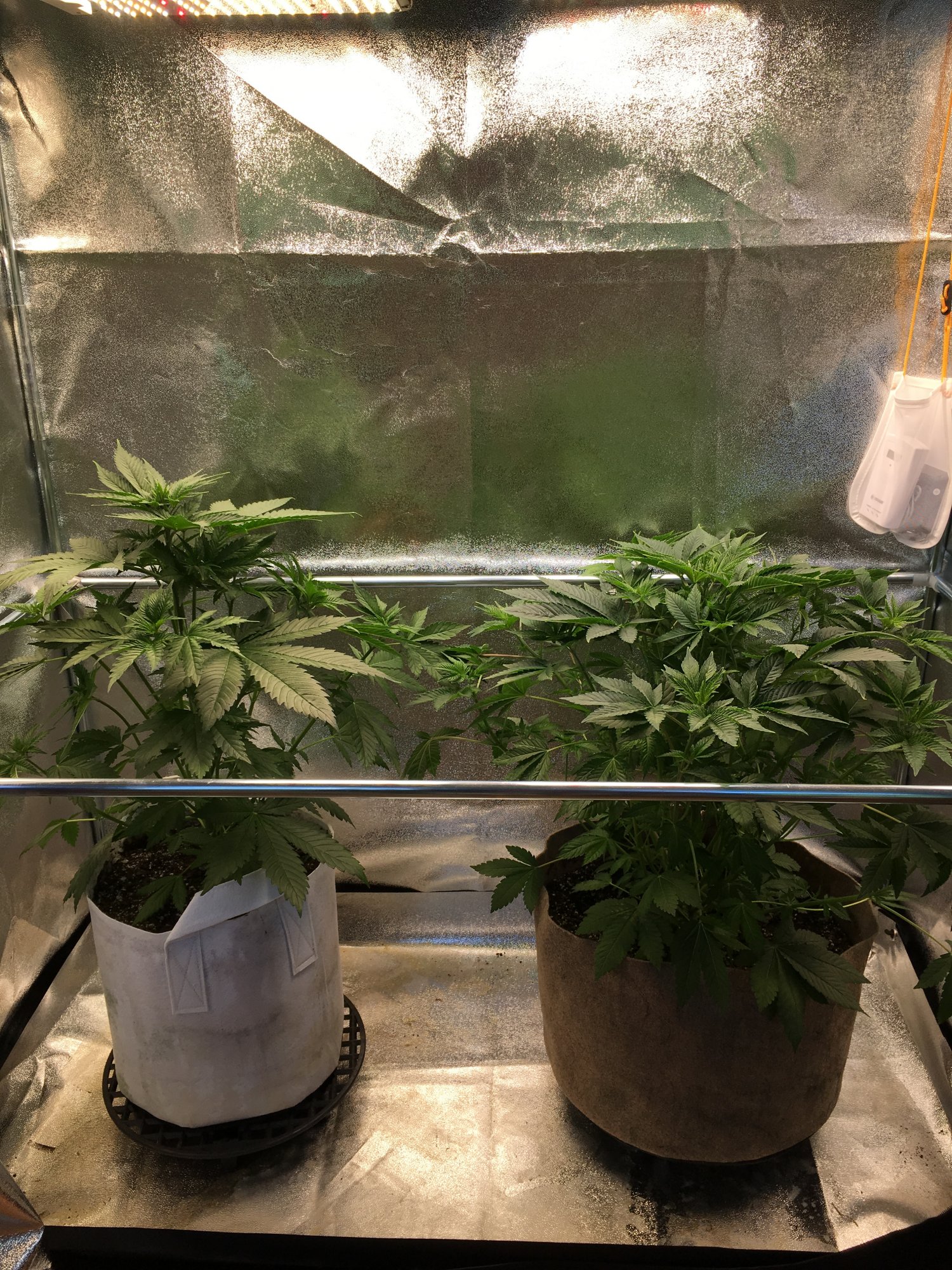 Plants getting too tall at only 4 5 weeks