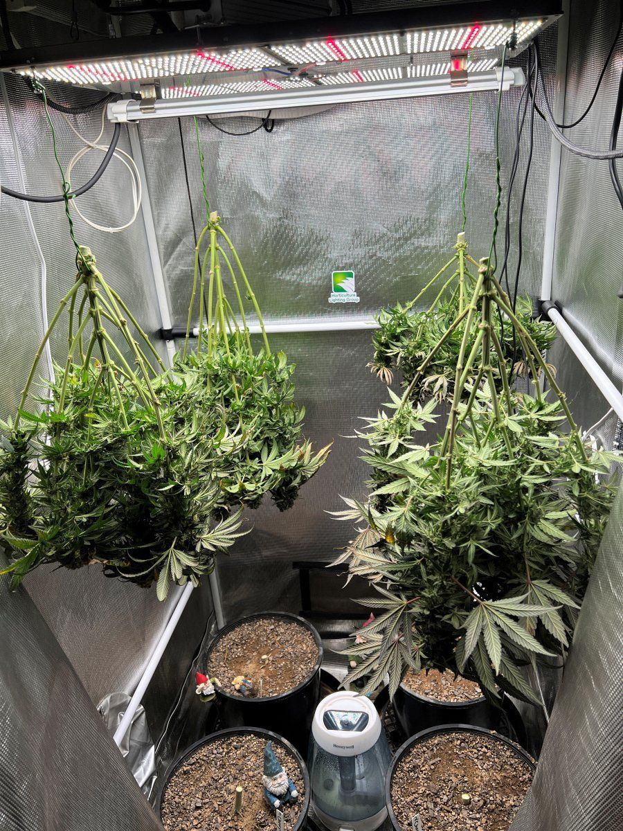 Plants hung