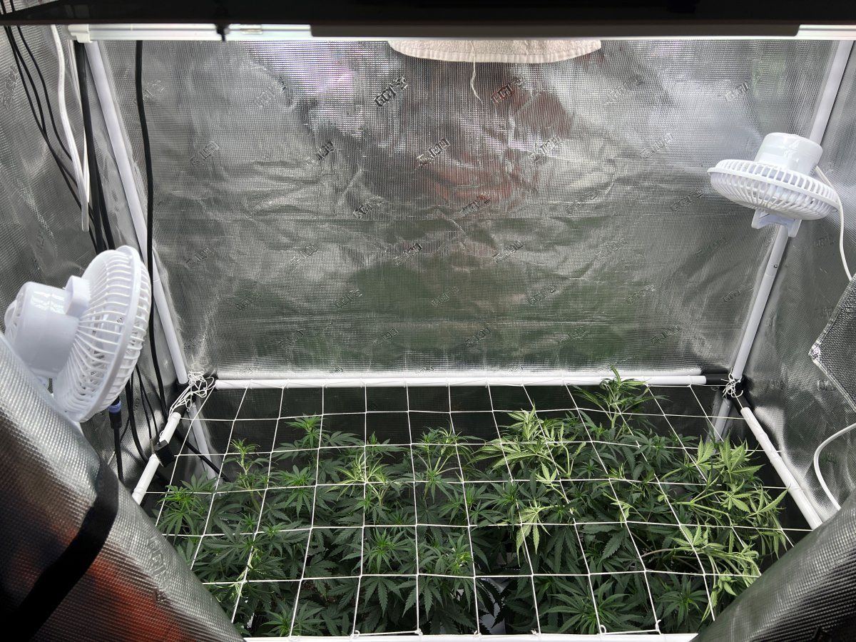 Plants