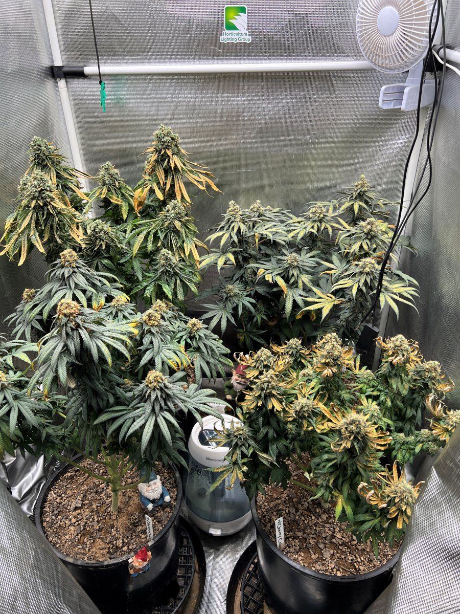 Plants