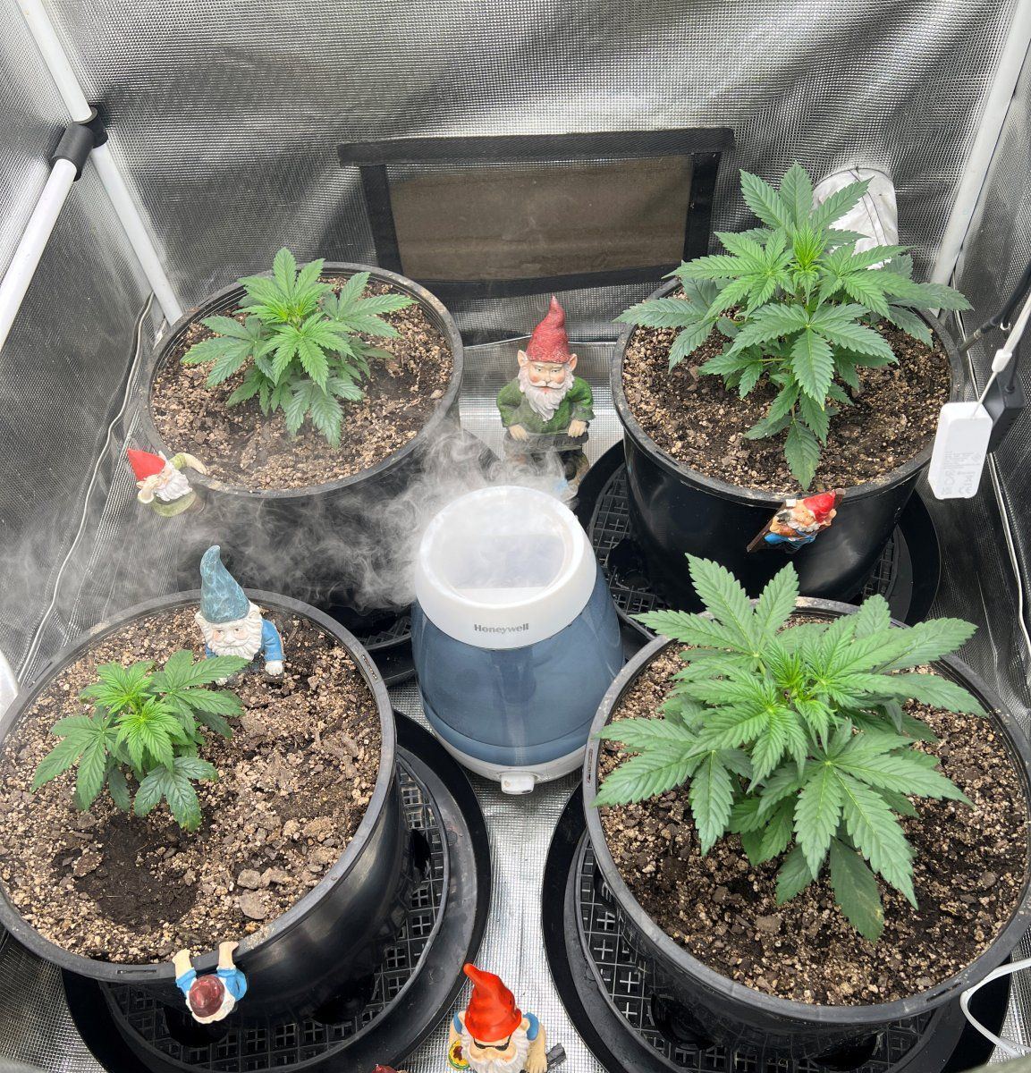 Plants