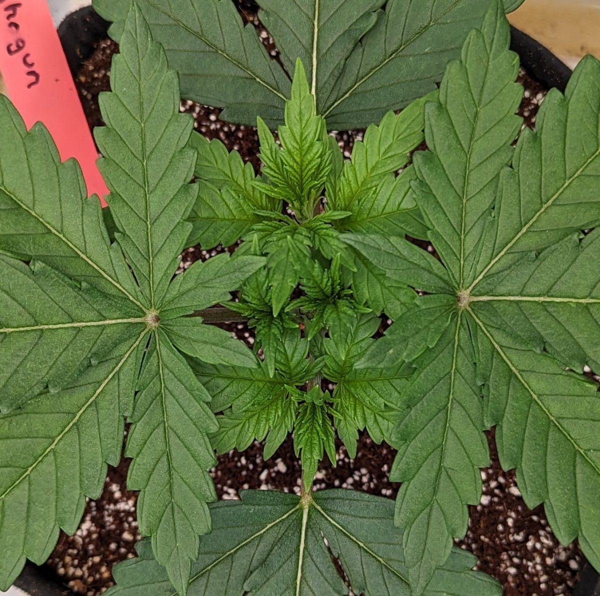 PlantS