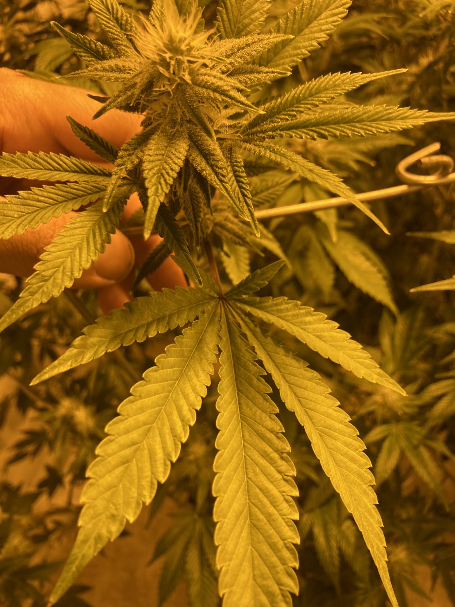 Plants leave color not looking healthy 2