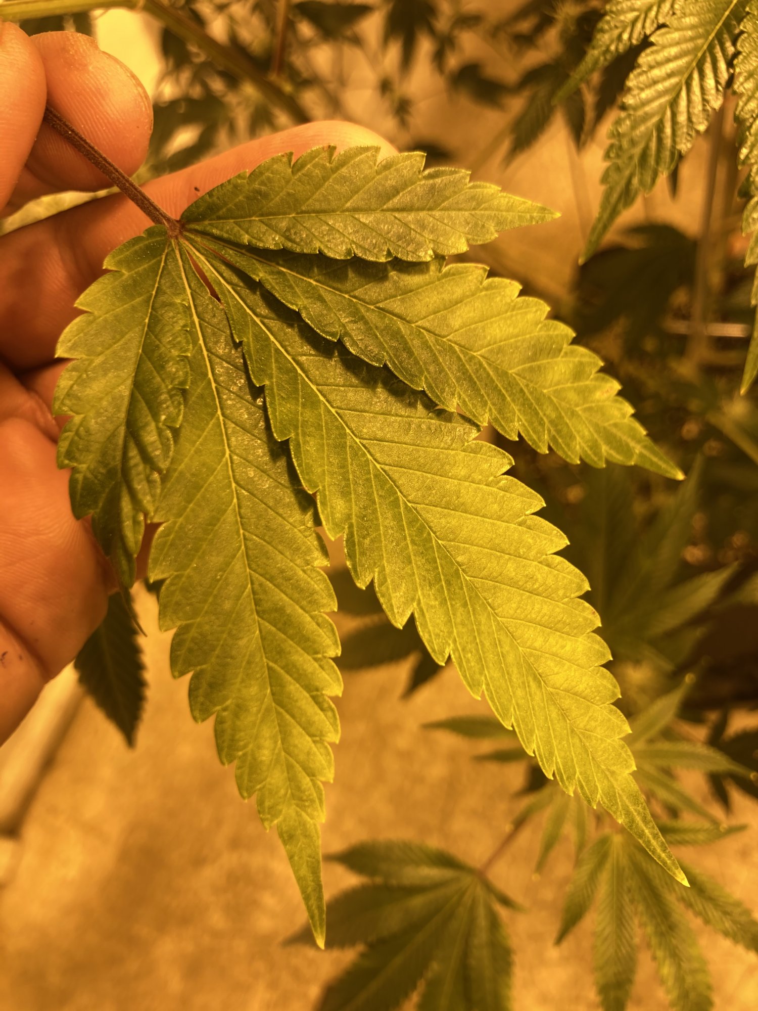 Plants leave color not looking healthy