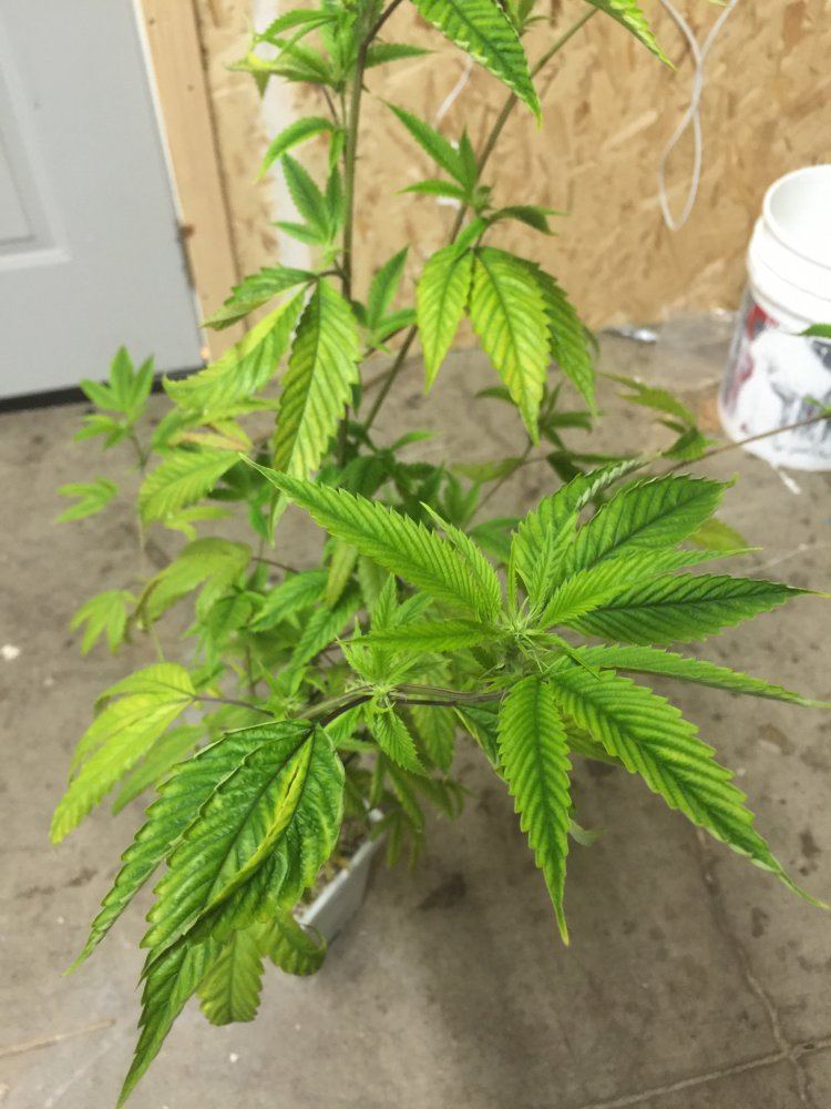 Plants look droopy and yellowish 5