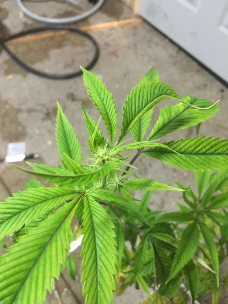 Plants look droopy and yellowish 6