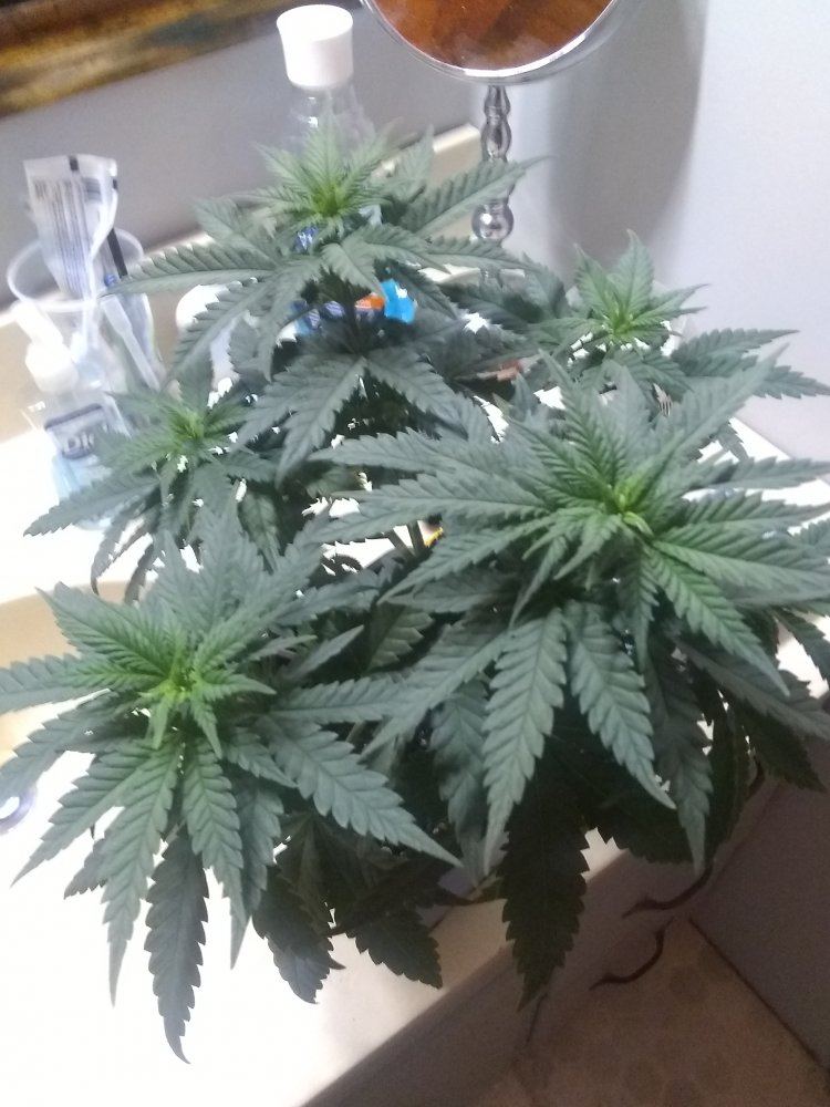 Plants look good but are my lower leaves dying when should i transplant 3