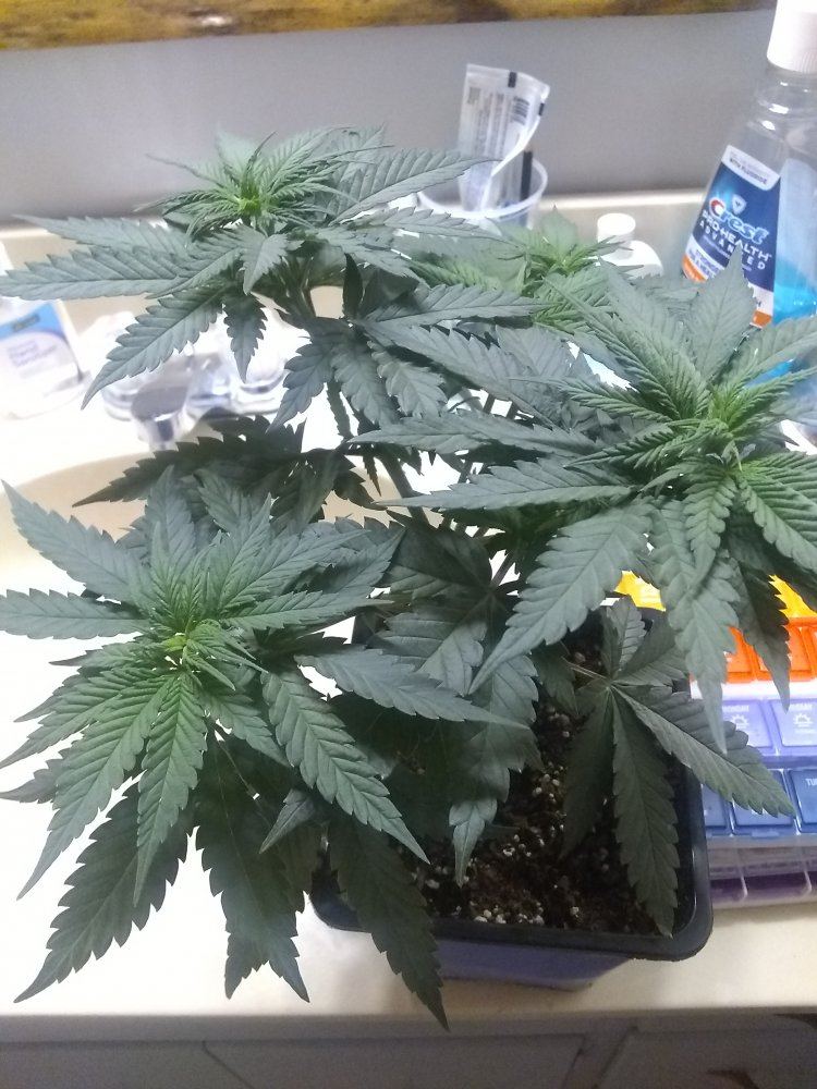 Plants look good but are my lower leaves dying when should i transplant 4
