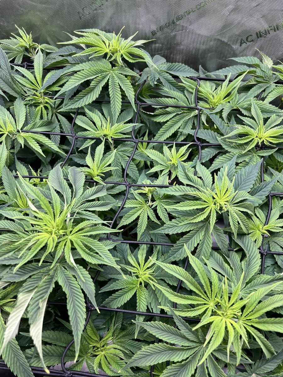Plants looking a bit under the weather 4