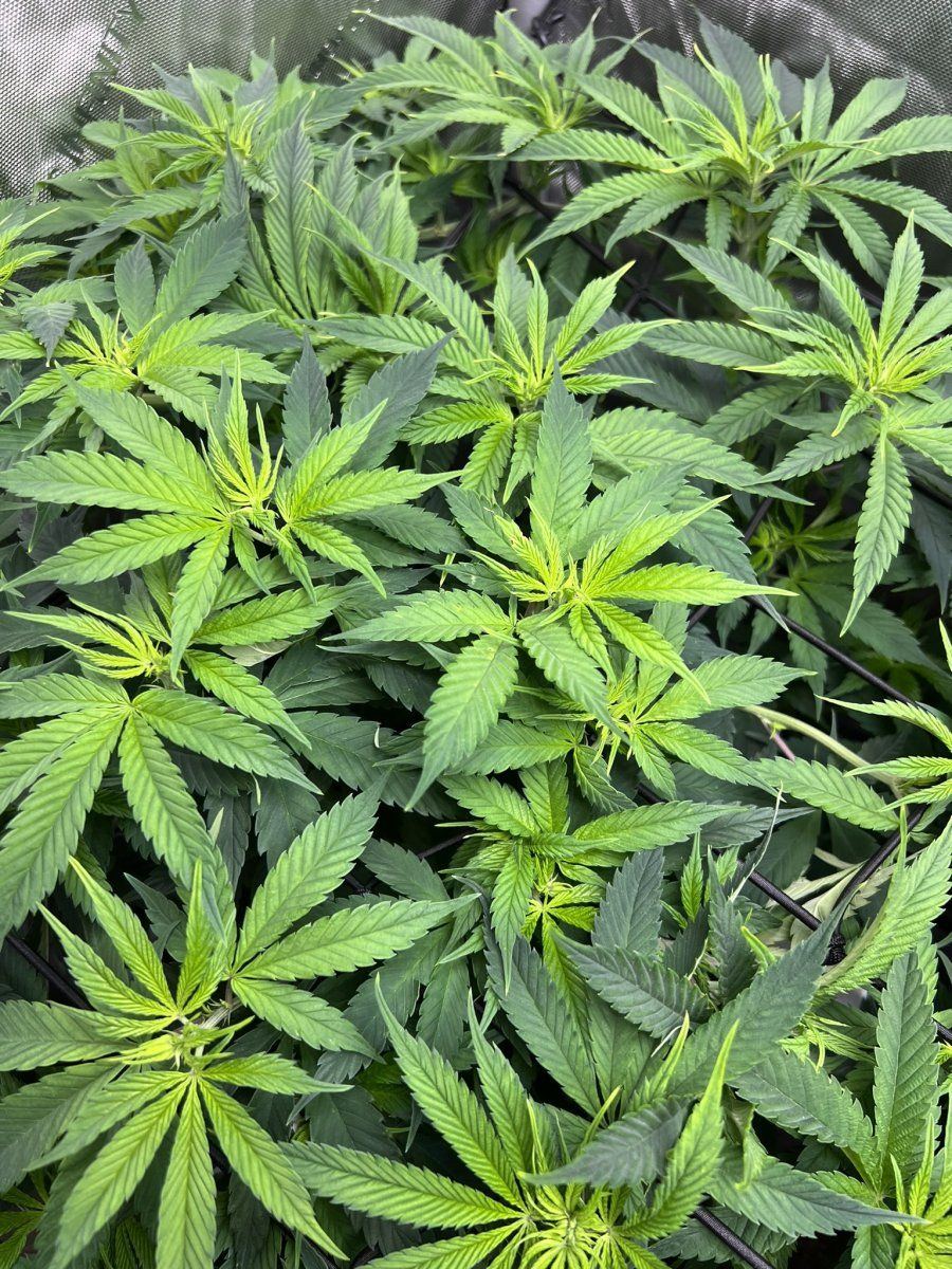 Plants looking a bit under the weather 5