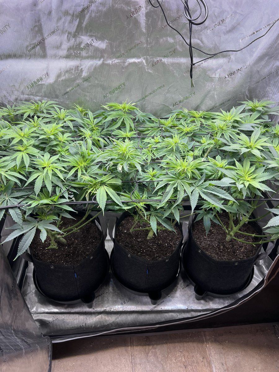 Plants looking a bit under the weather 6