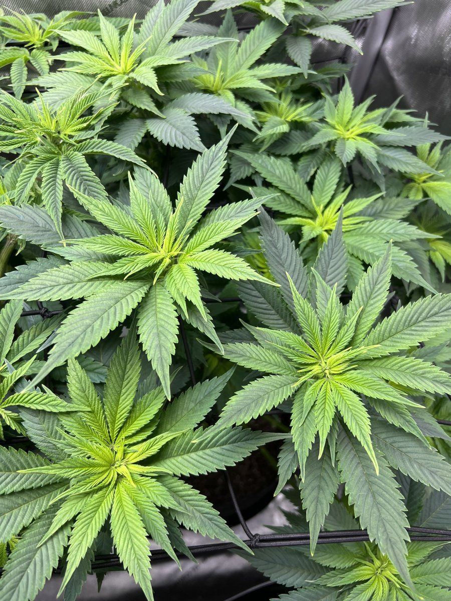 Plants looking a bit under the weather 7