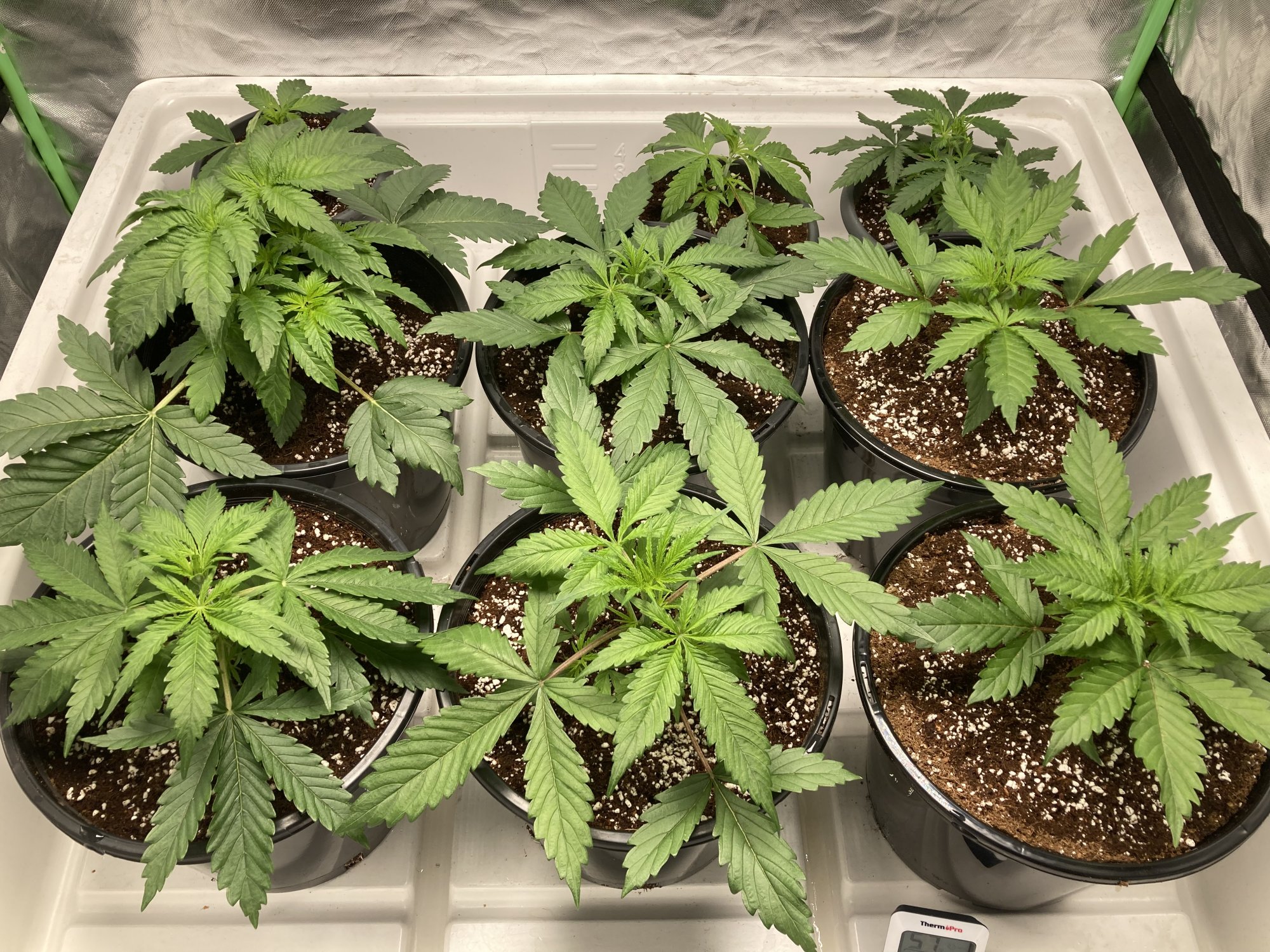 Plants looking good today day 20