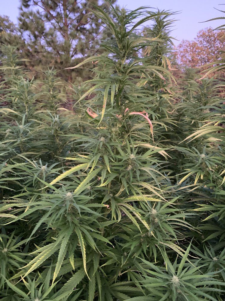 Plants looking weird leaves dying 3