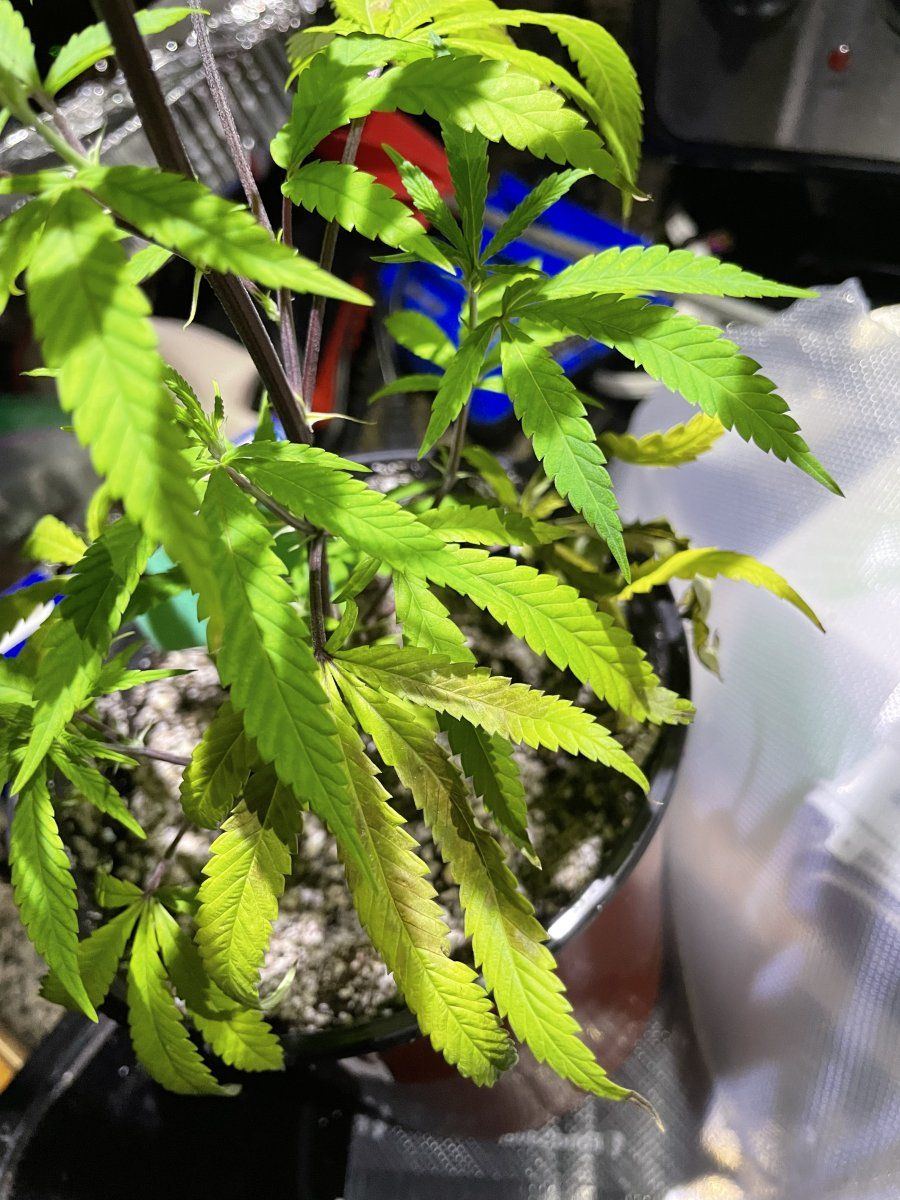 Plants need food soil is wet 4