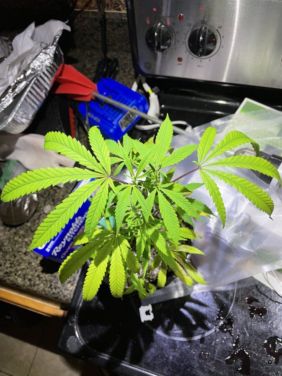 Plants need food soil is wet 5