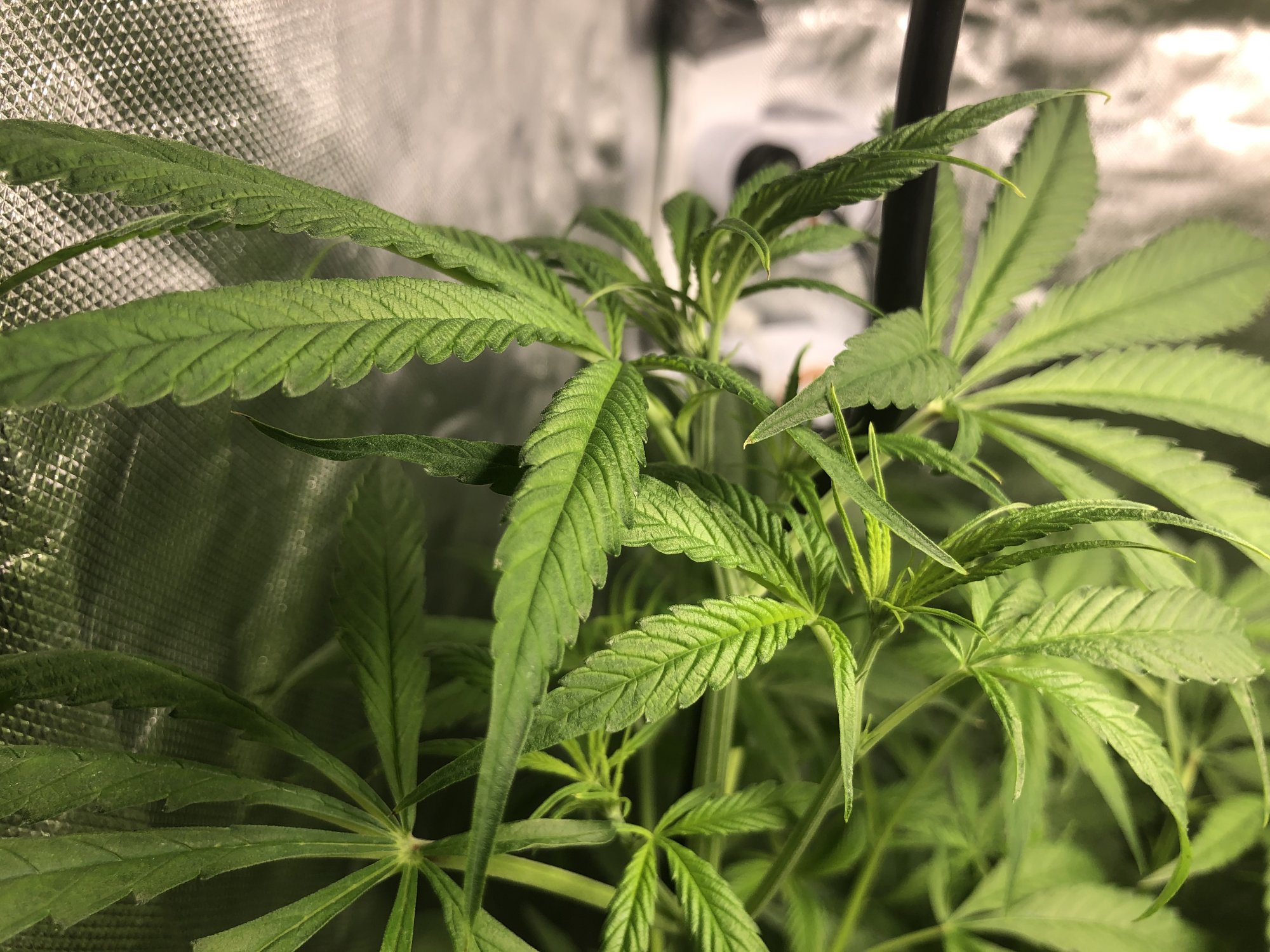 Plants not flowering at day 18 3