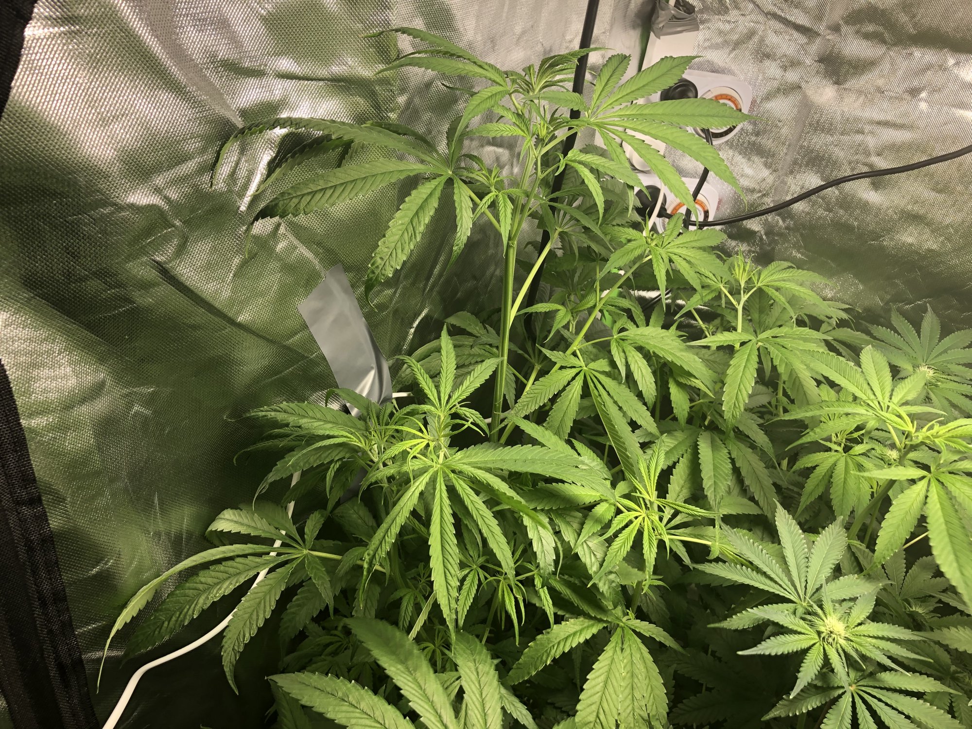 Plants not flowering at day 18 4