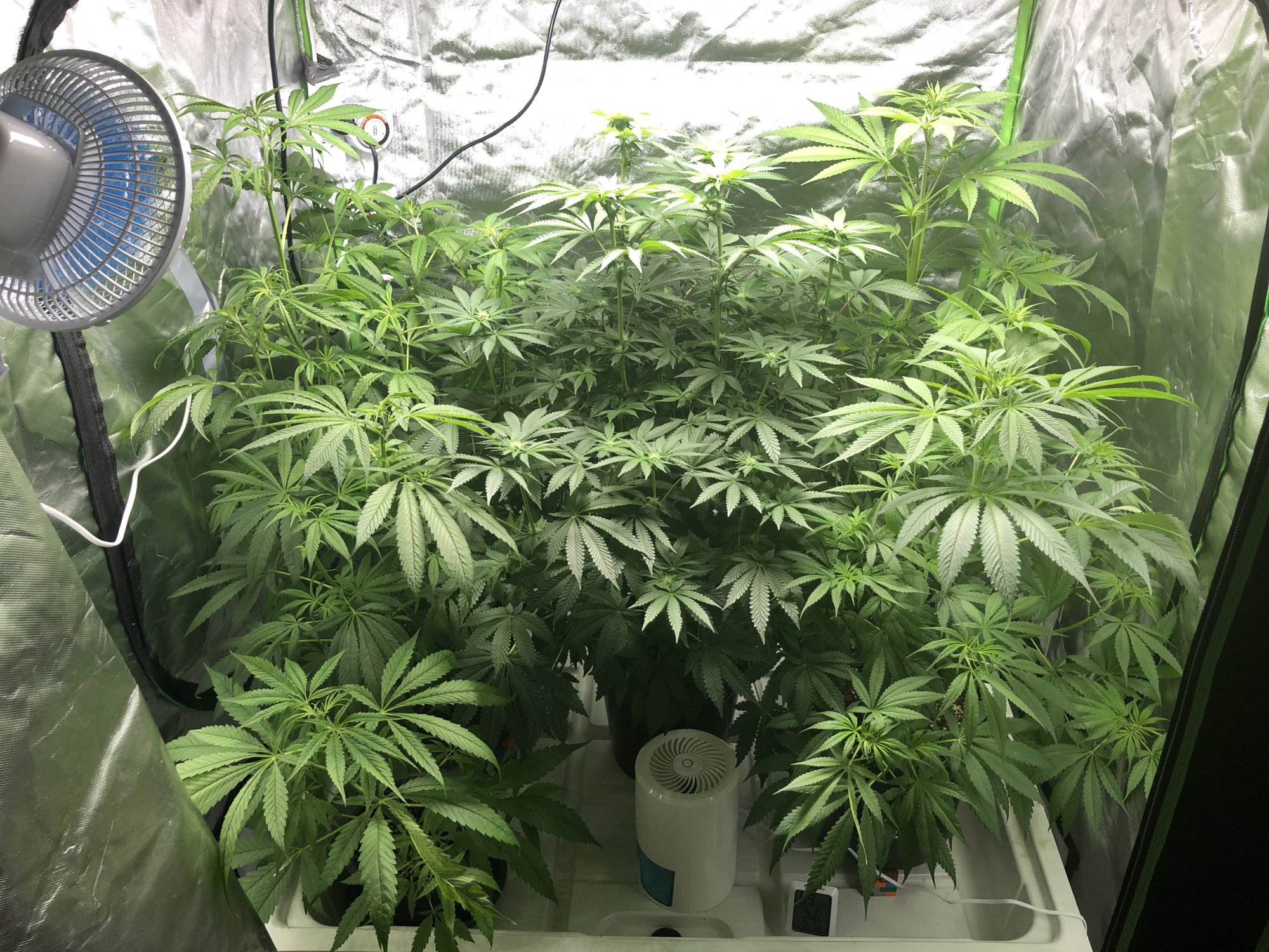 Plants not flowering at day 18 6