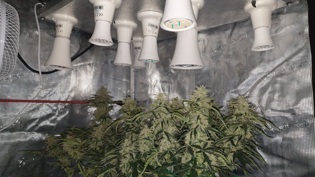 Plants not looking too bad under diy light 3