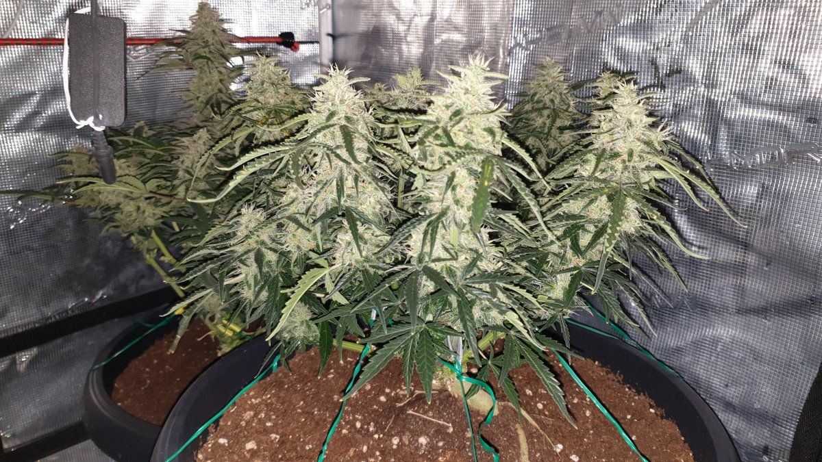 Plants not looking too bad under diy light 4
