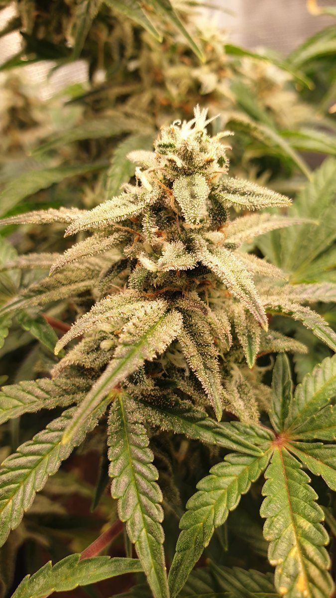 Plants not looking too bad under diy light 5
