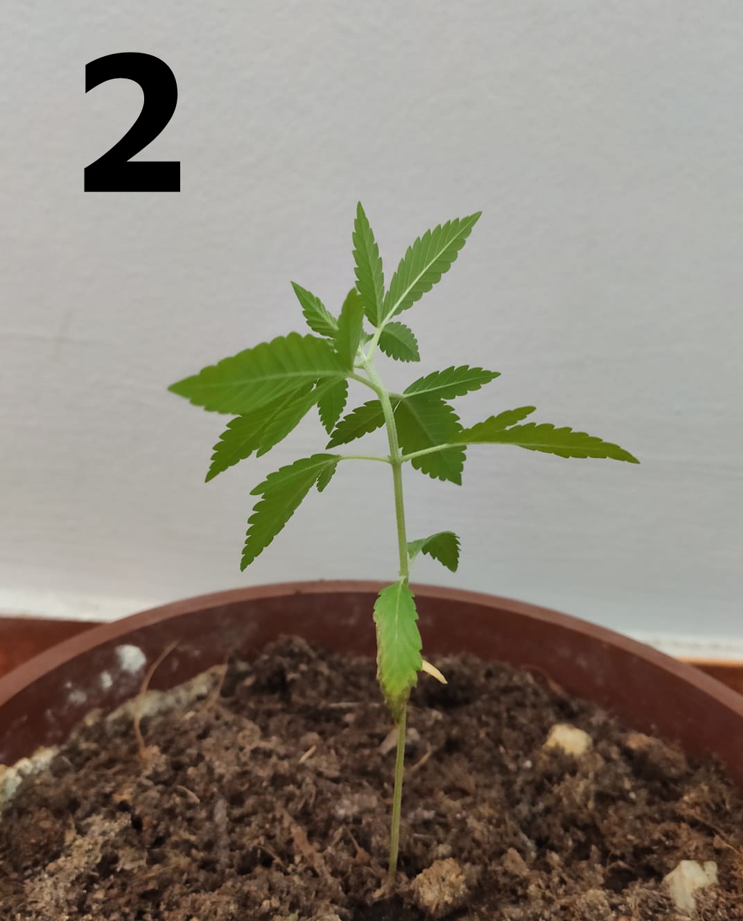 Plants stopped growing problem 2