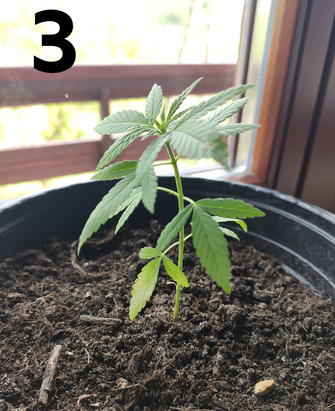Plants stopped growing problem 3