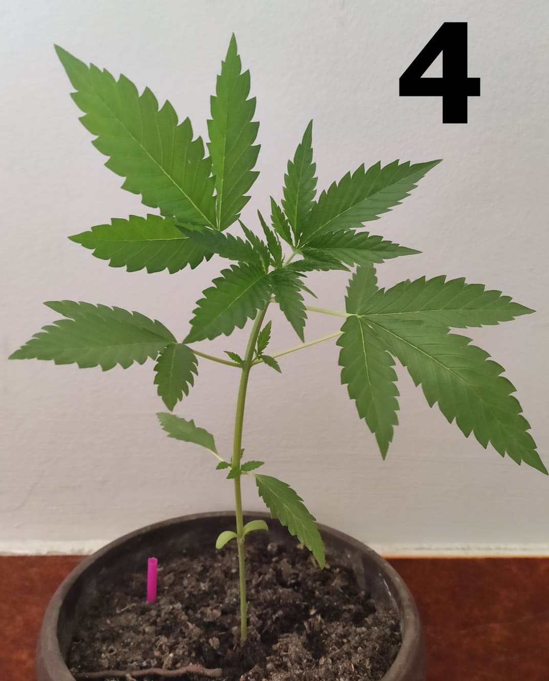 Plants stopped growing problem 5