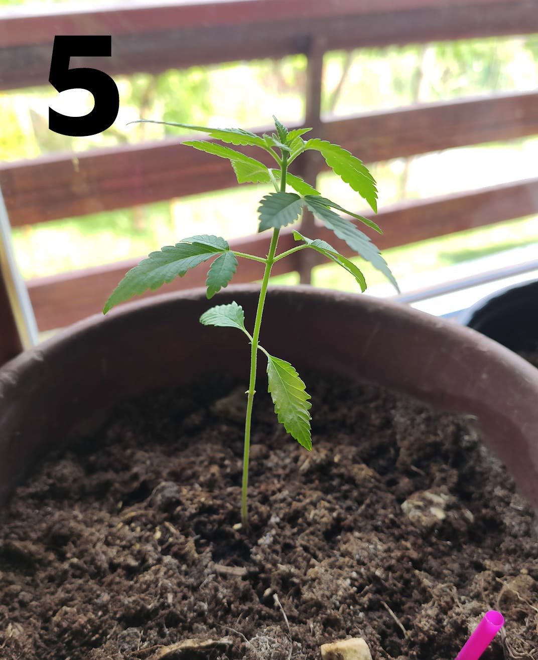 Plants stopped growing problem 6