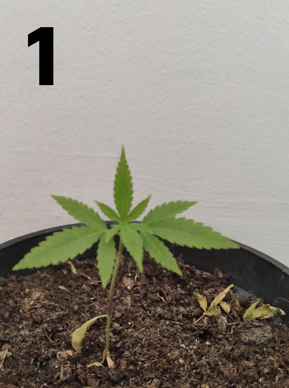 Plants stopped growing problem