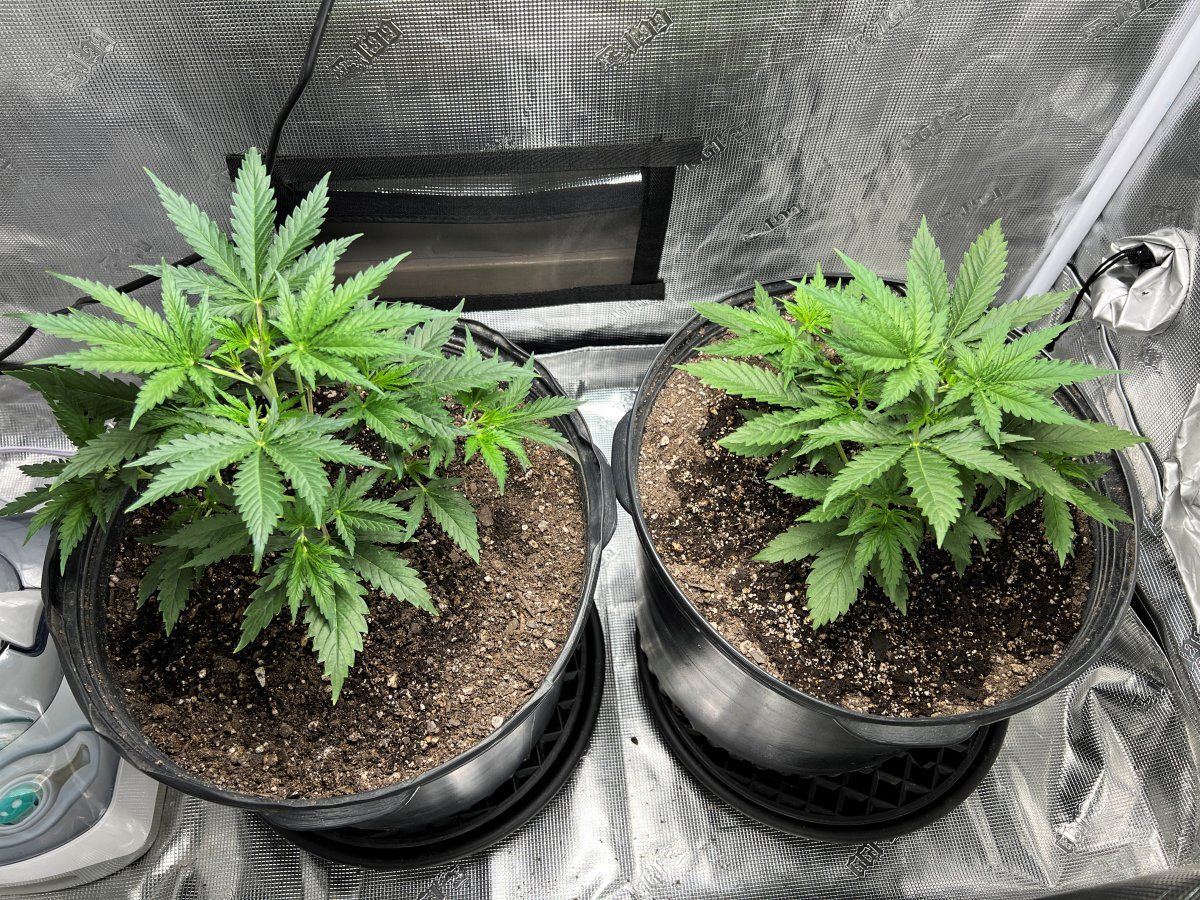 Plants week 3