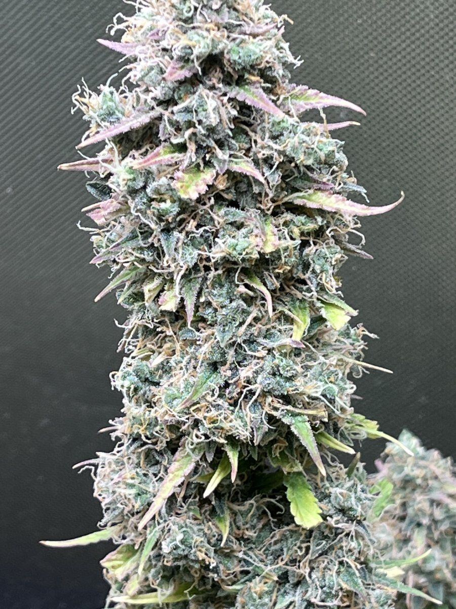 Plants wont finish up 3