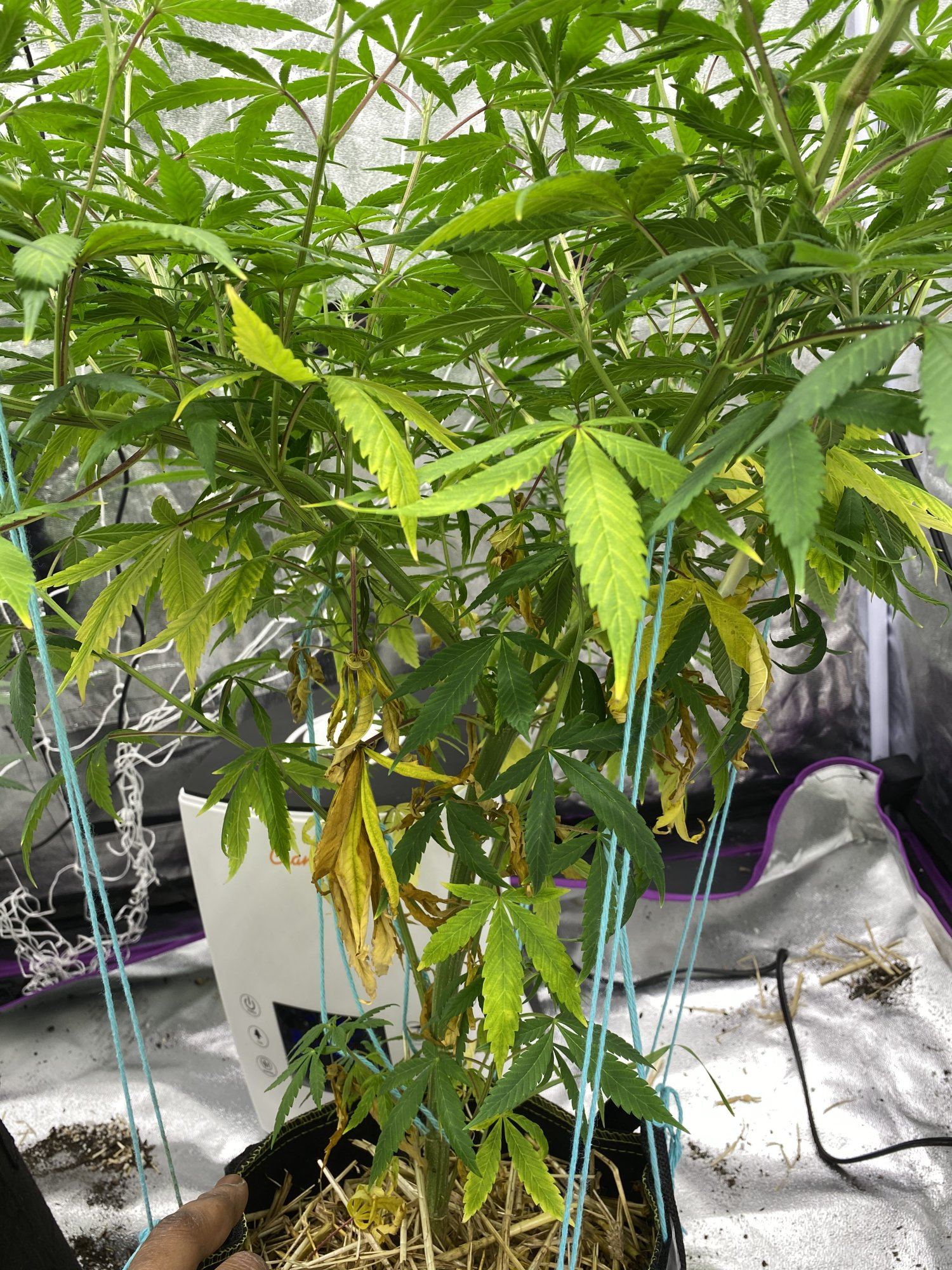 Plants yellowing way too fast starting flower 3
