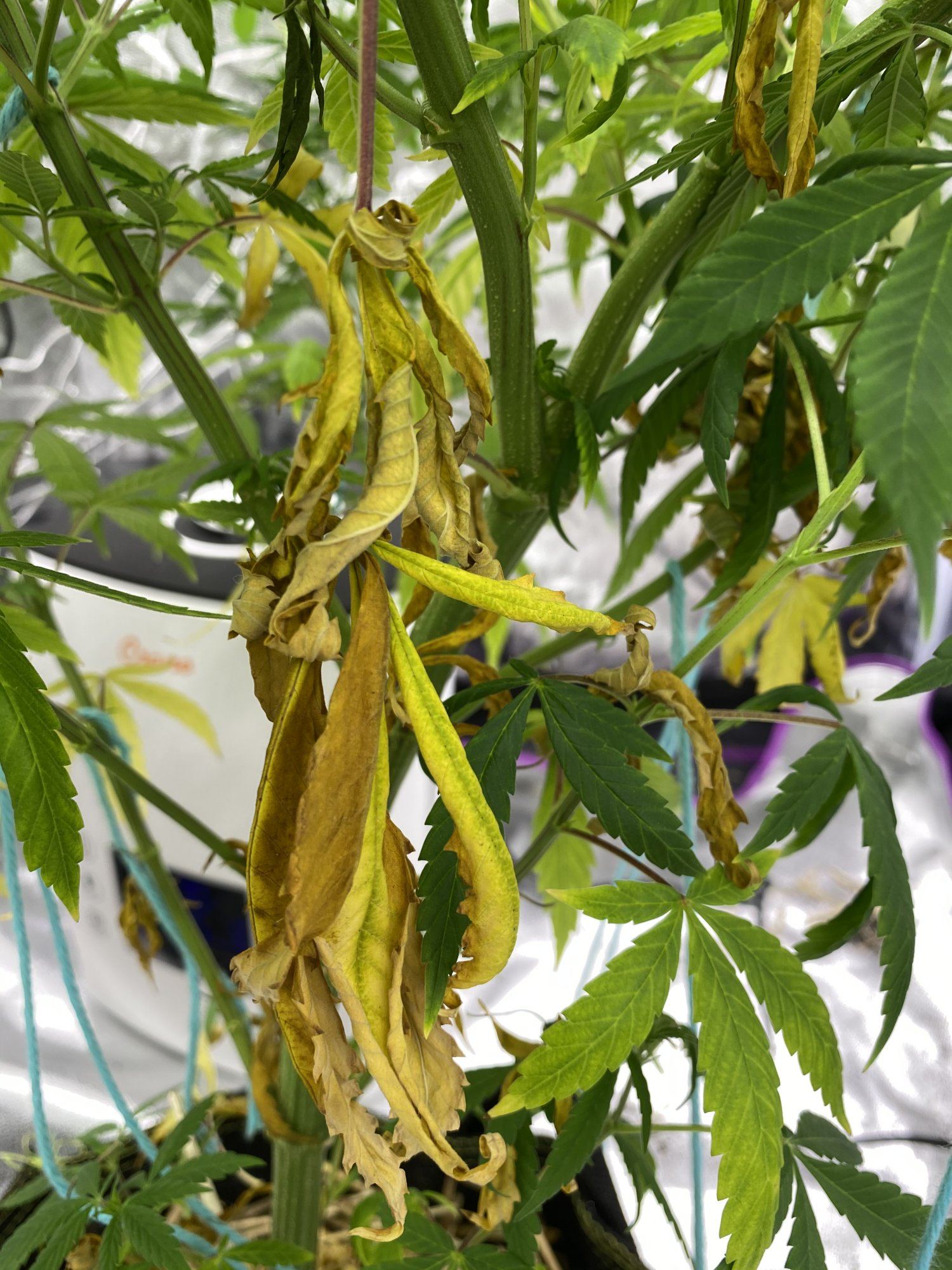 Plants yellowing way too fast starting flower 4