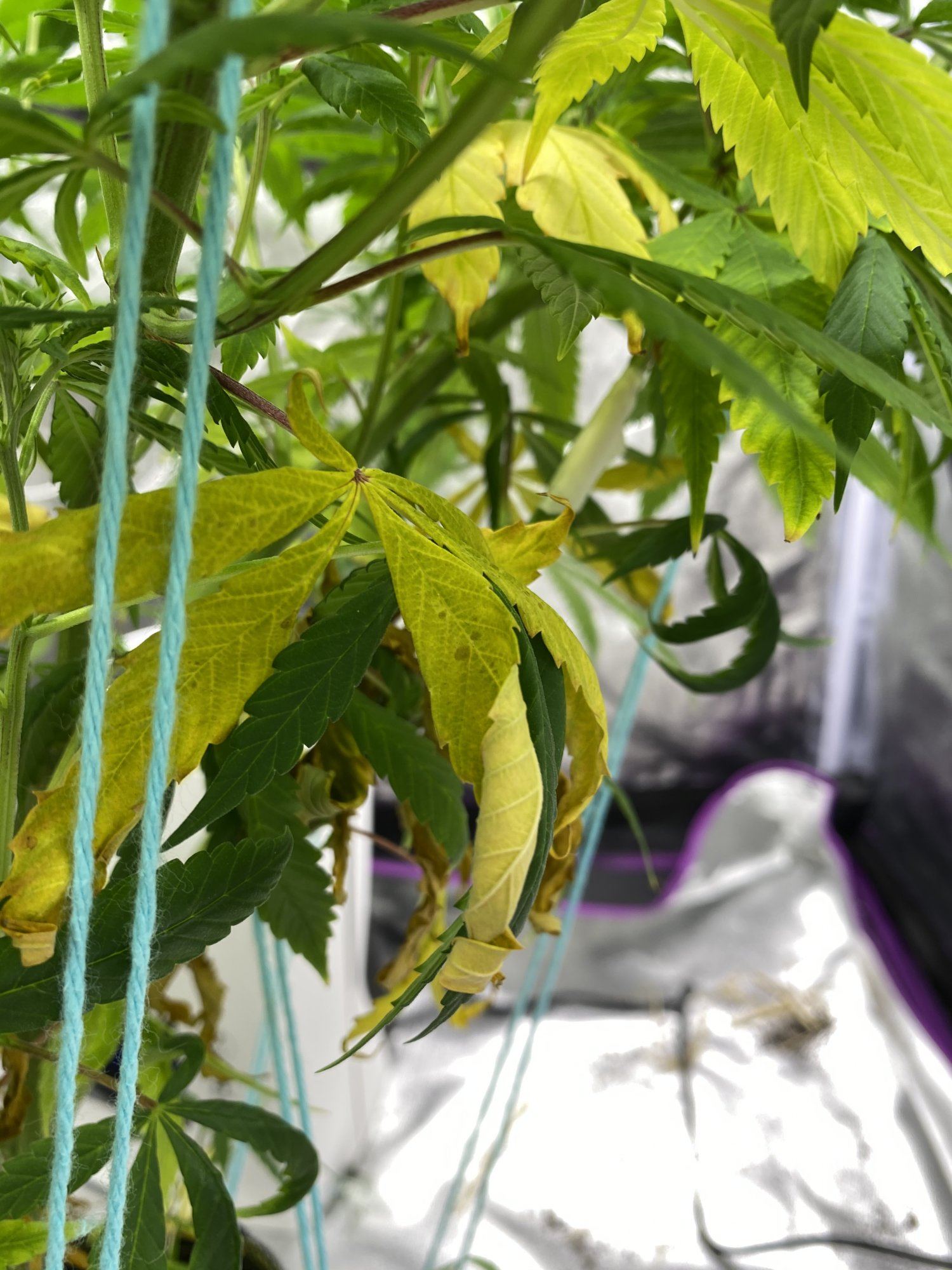 Plants yellowing way too fast starting flower 5
