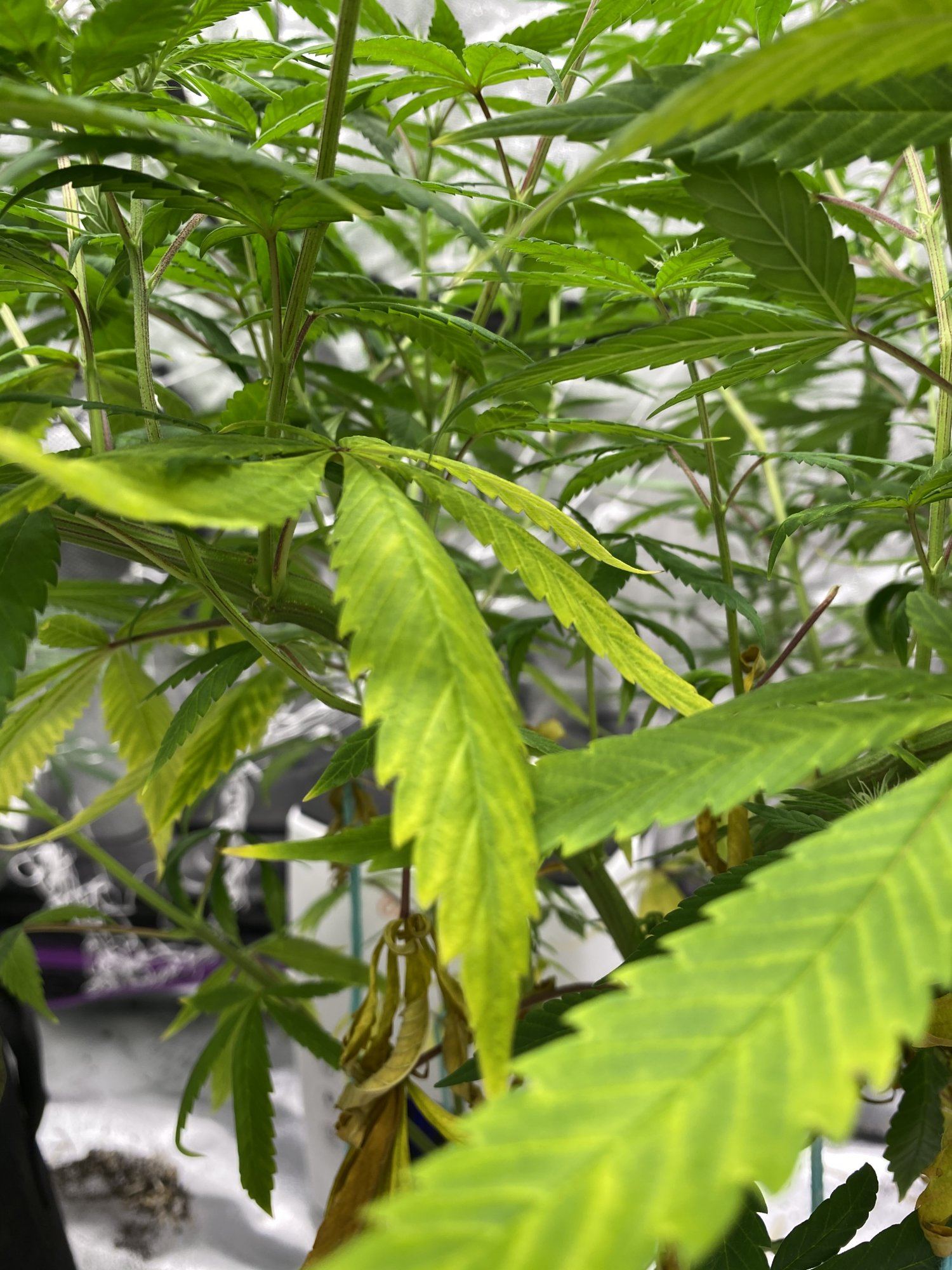 Plants yellowing way too fast starting flower 6