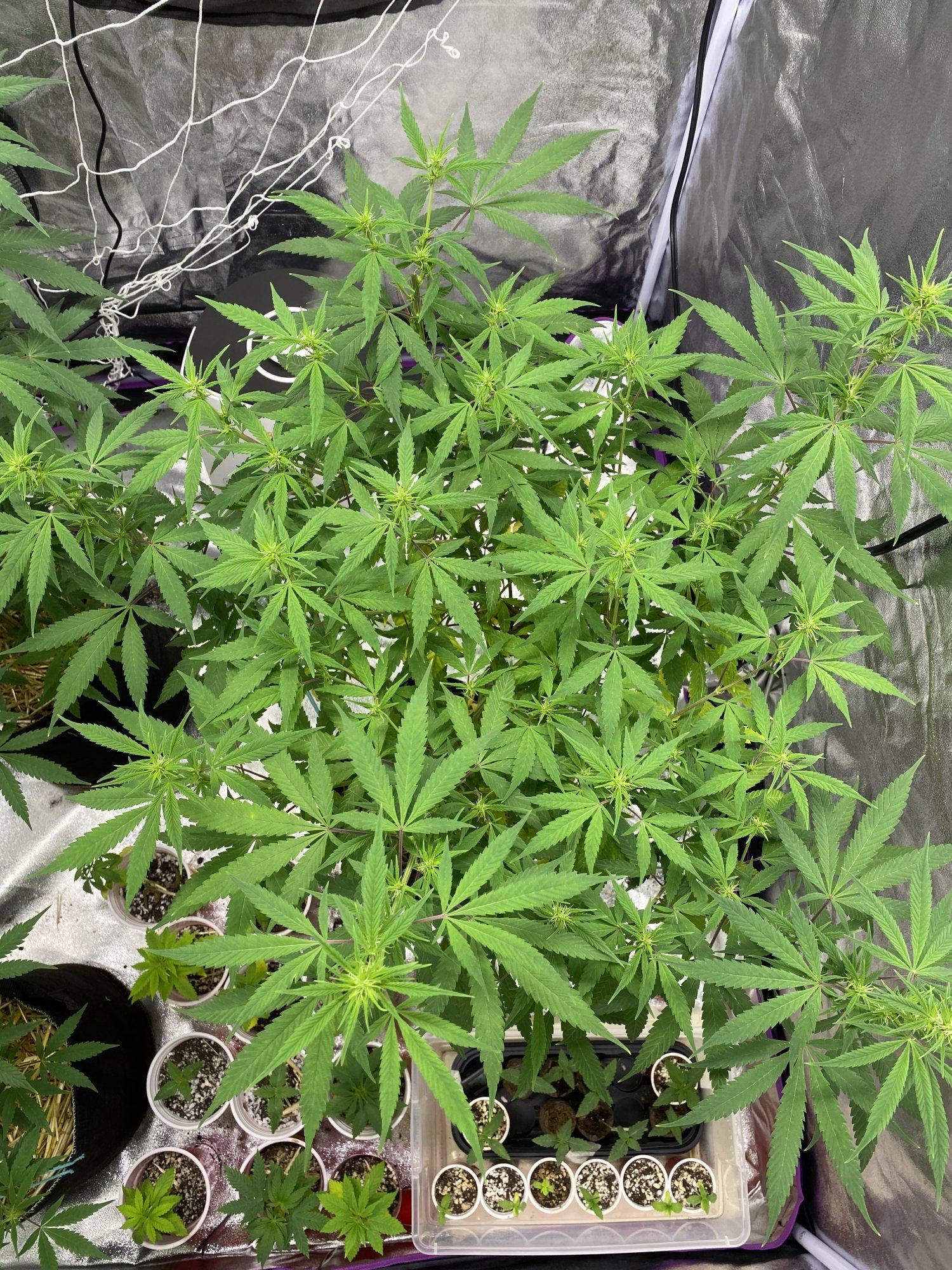 Plants yellowing way too fast starting flower 7