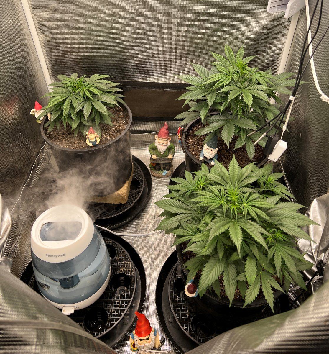 Plants1