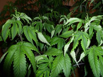 PLANTS1
