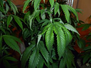 PLANTS2
